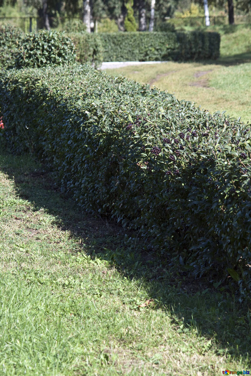 Topiary . Liso de formulário. №5673