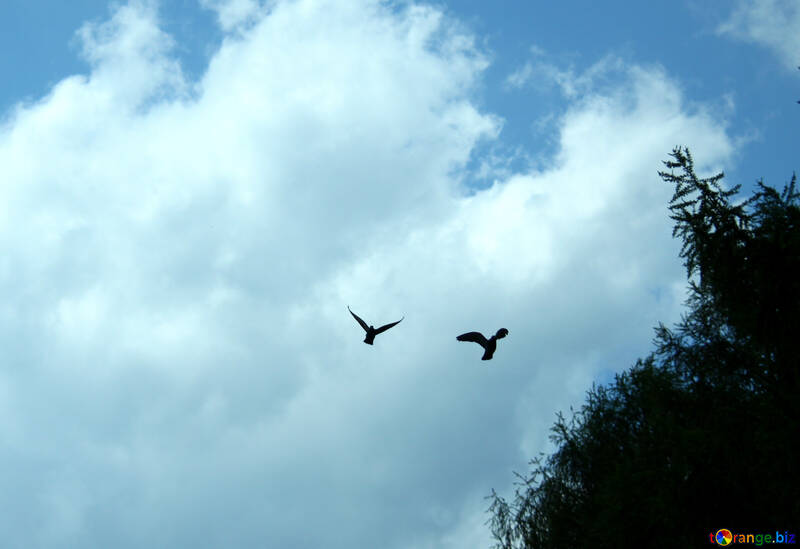 Birds   sky  of the  tops  trees. №5054