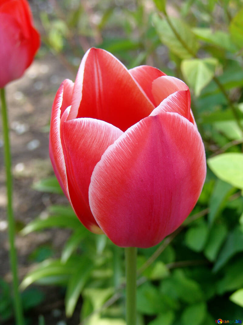 Tulipán hermoso №5249