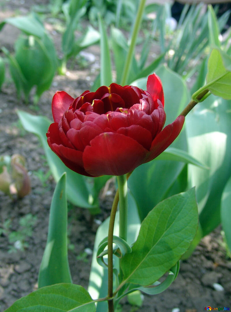 Con bulbo plantas tulipanes pionovidnye Tulipán Tulipa Doble Holandés №5303