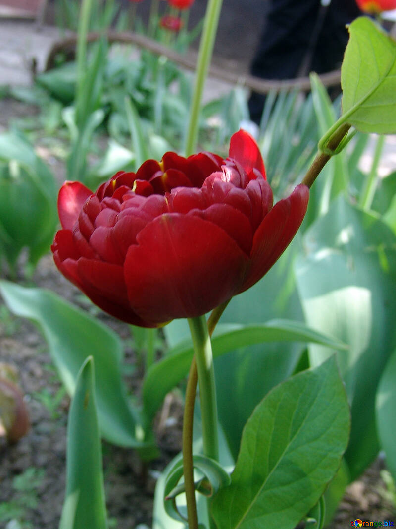 Rojo peonies tulipán №5302