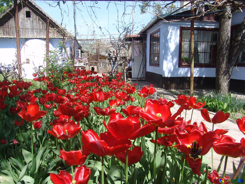 Fleurs de jardin. Tulipe. №5254