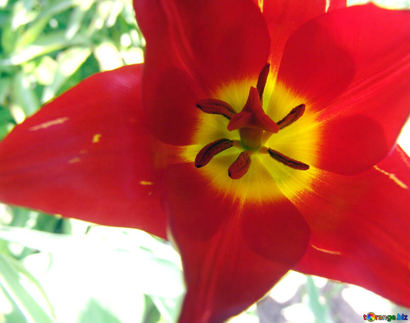 Opened Tulip №5253
