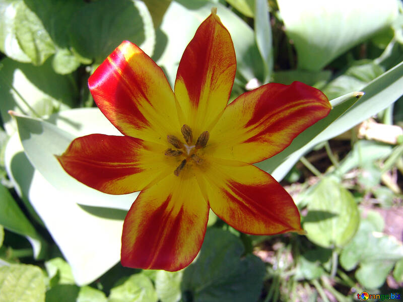 Rote und gelbe Tulpe. Beschaffenheit. №5271