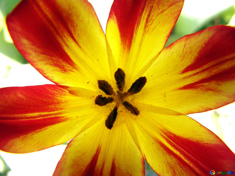 Texture.Flower tulip. №5272