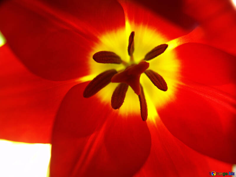 Texture.Tulip rojo №5270