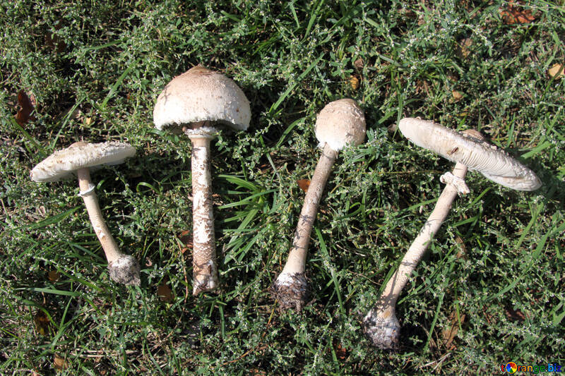 Fungi umbrellas №5535
