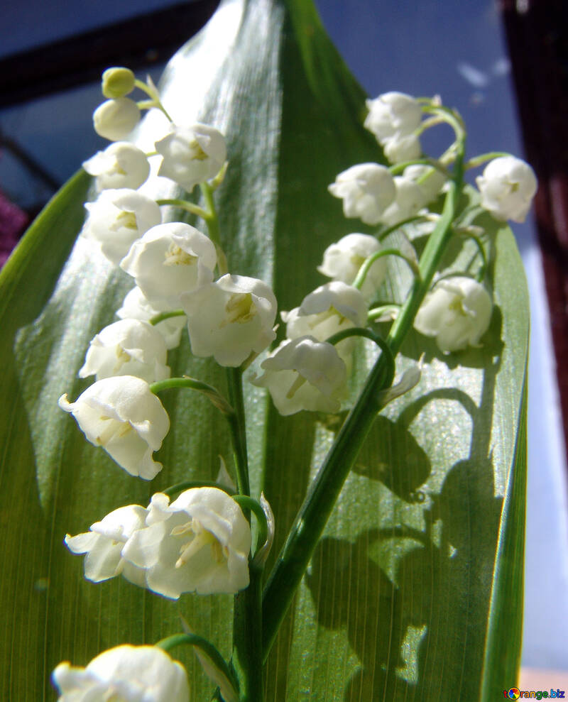 Lily of the valley №5252