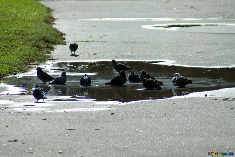 Pigeons  bathe   puddle №5685