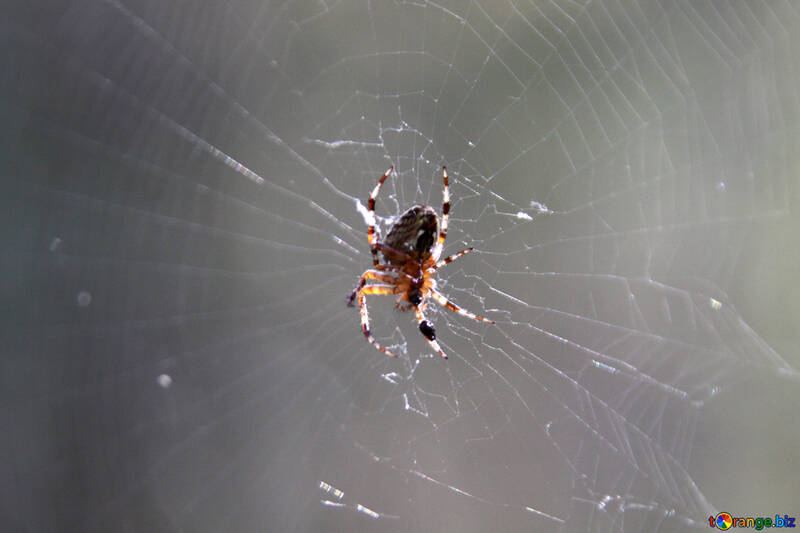 Spider web №5527