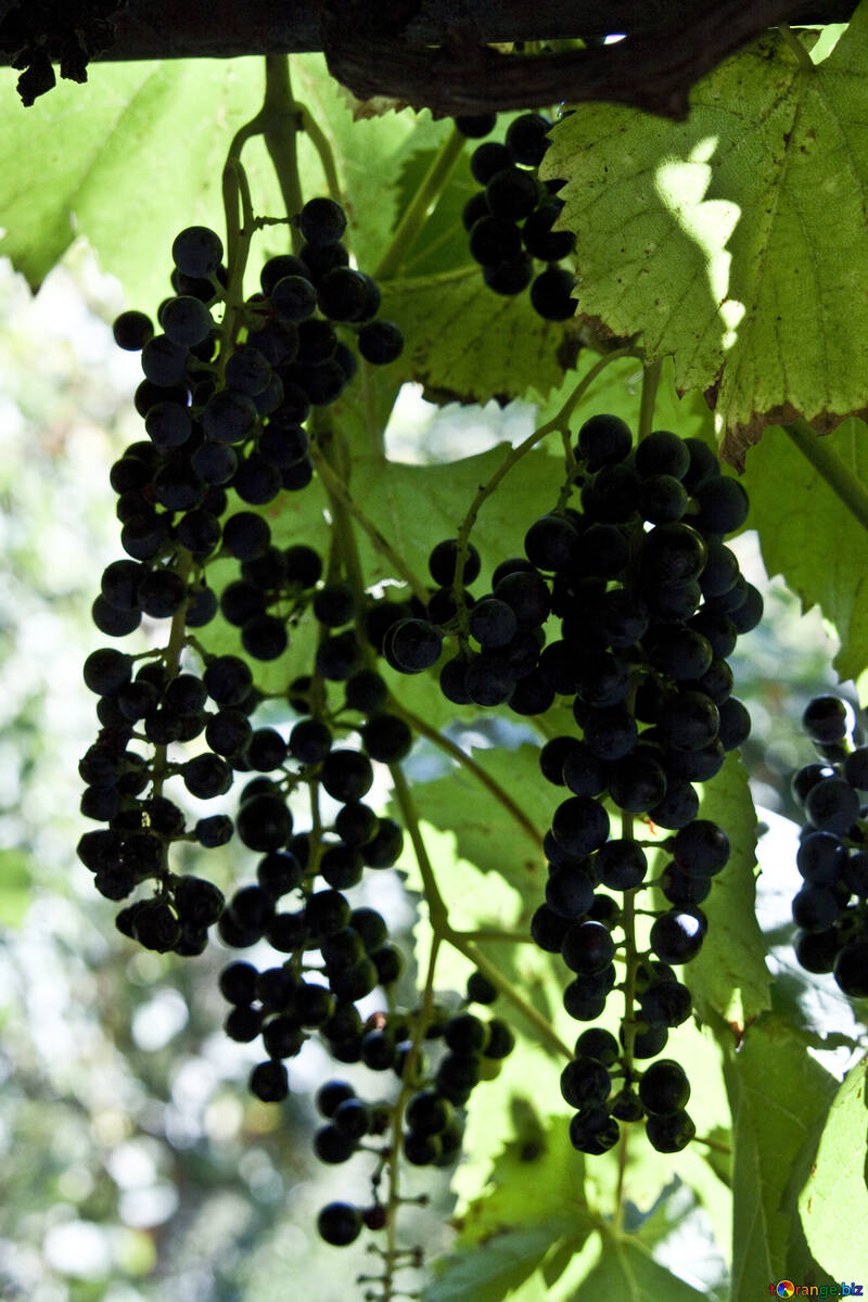 Berries  to  wine №5913
