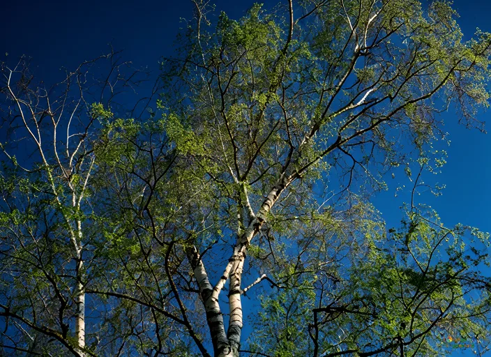 Відреставрована люксова версія 春の木 №50321