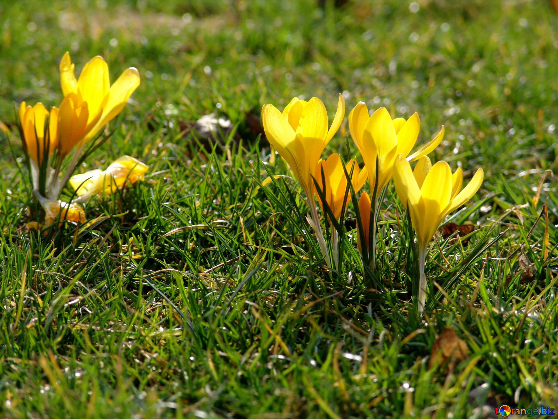 Желтые цветы ранней весной фото. Желтые первоцветы крокусы. Бойчечак Гули. Шери Бойчечак. Крокус белый цветок первоцвет.