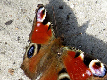 Schmetterling mit Augen auf den Flügeln №50368