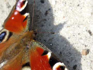 Augen auf den Flügeln eines Schmetterlings №50366