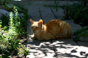 オレンジの猫 №50641