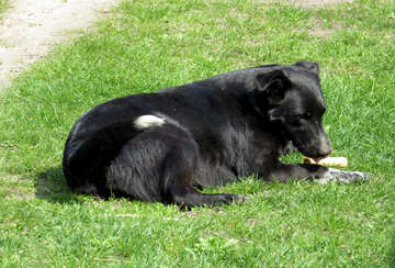 Собака лежить на траві №50378