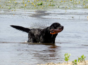 Чорний собака з червоною пляшкою у воді №50709