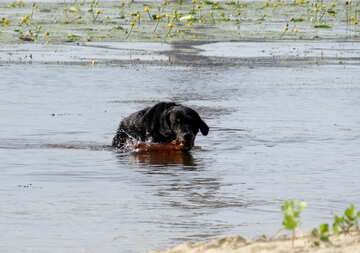 Dog in water №50708