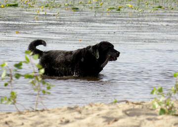 Dog in the water №50733