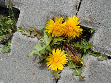Flowers on ground №50319