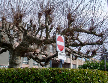 El signo está prohibido en el árbol №50052