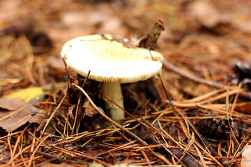 Foresе mushroom white color №50588