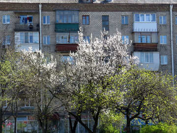 Trees in front of apartment building  №50357