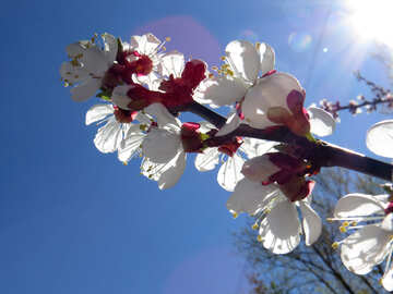 Flores de cerezo en flor №50339