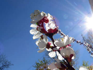 Flor del arbol de primavera