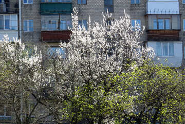 Alberi fiori e piante verdi in città №50356