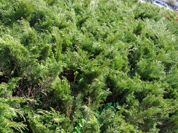 Plantas verdes, cima, de, um, bush №50517