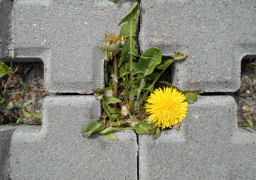 A dandelion is growing in the center of concrete pavers №50318