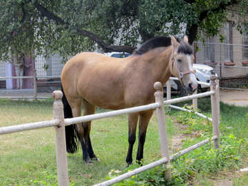 Pferd hinter einem Zaun №50849