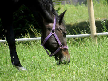 Чорна кінь і трава №50835