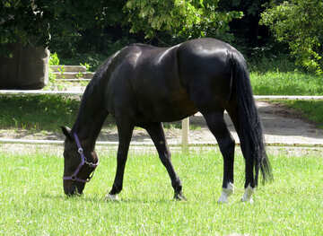 A black horse №50814