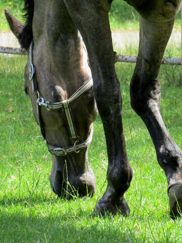 horse eating grass №50830