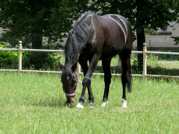 Cavallo che mangia erba №50836