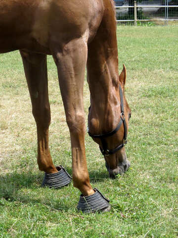 horse eating grass №50850