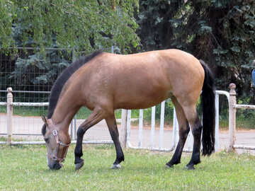 A horse is eating grass. №50852