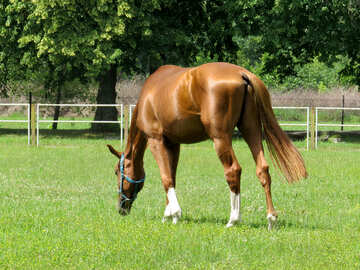 Horse on grass №50812