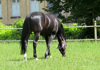 Horse on grass №50820