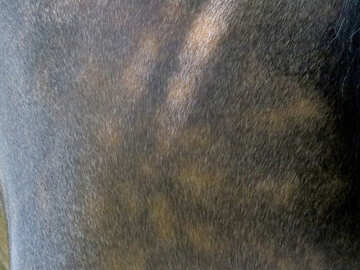 texture horse  wool hair №50840