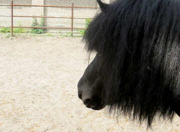 horse pony №50813