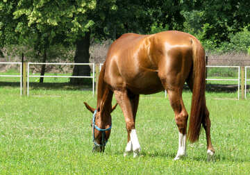 A tan colored horse №50844