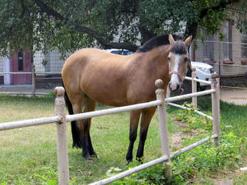 Horse №50848