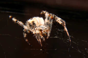 Background insect spider №50663