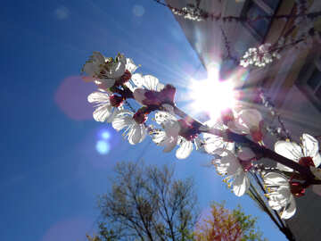 Reflexo de lente e férias luzes flor árvore №50338