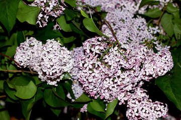Lilac flowers №50460
