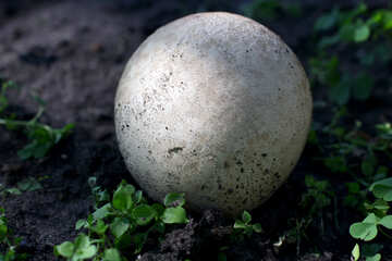 BALL Sphere globe mushroom №50648